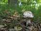 Fehér galóca (Amanita verna), Dél-Pest